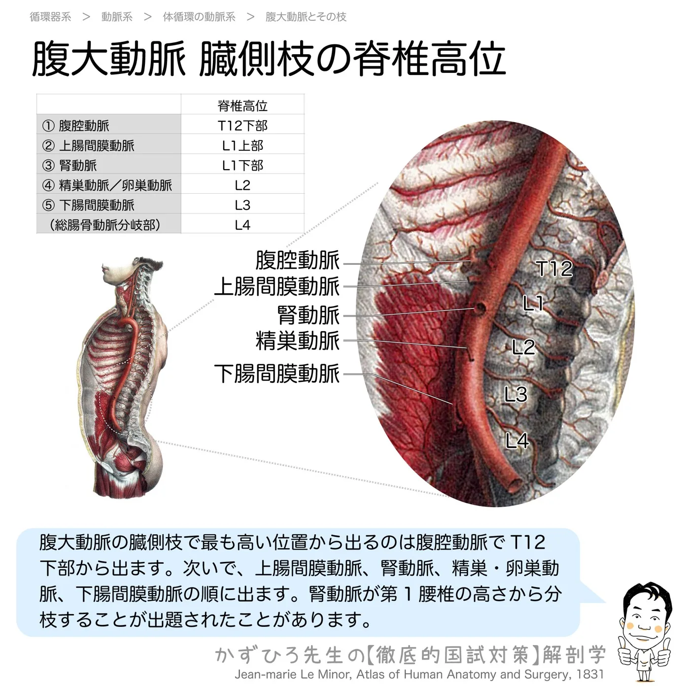 腹大動脈臓側枝の脊椎高位