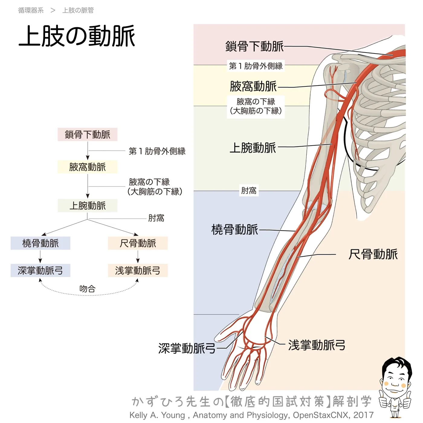 上肢の動脈