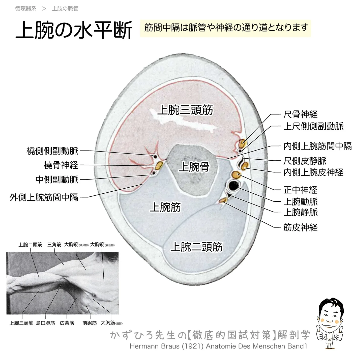 上腕の水平断