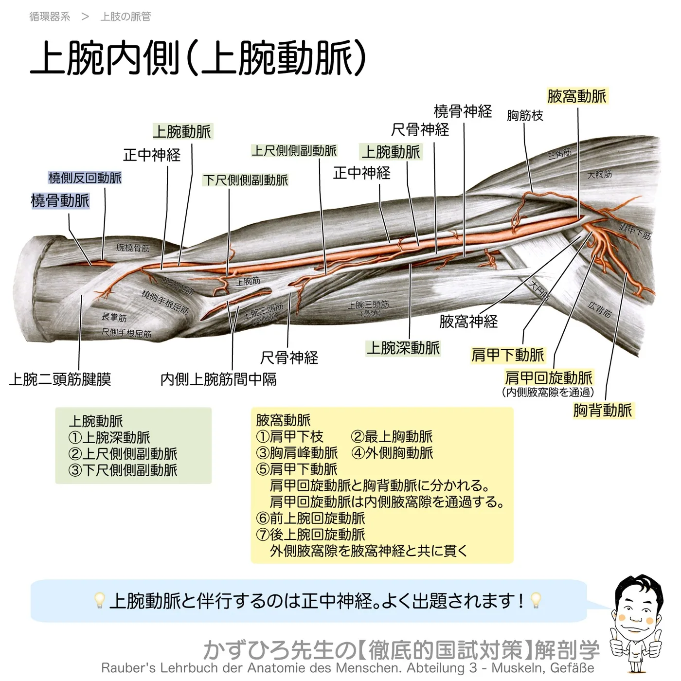 上腕内側の脈管（上腕動脈）
