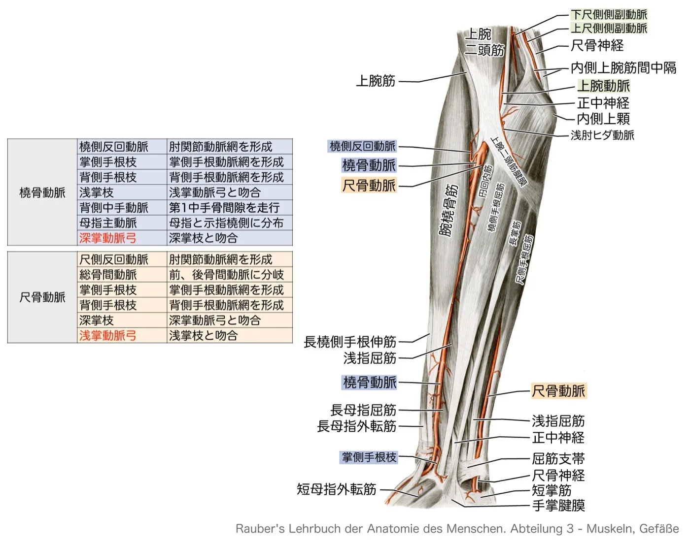 前腕前側浅層の脈管（橈骨動脈・尺骨動脈）（表付き）