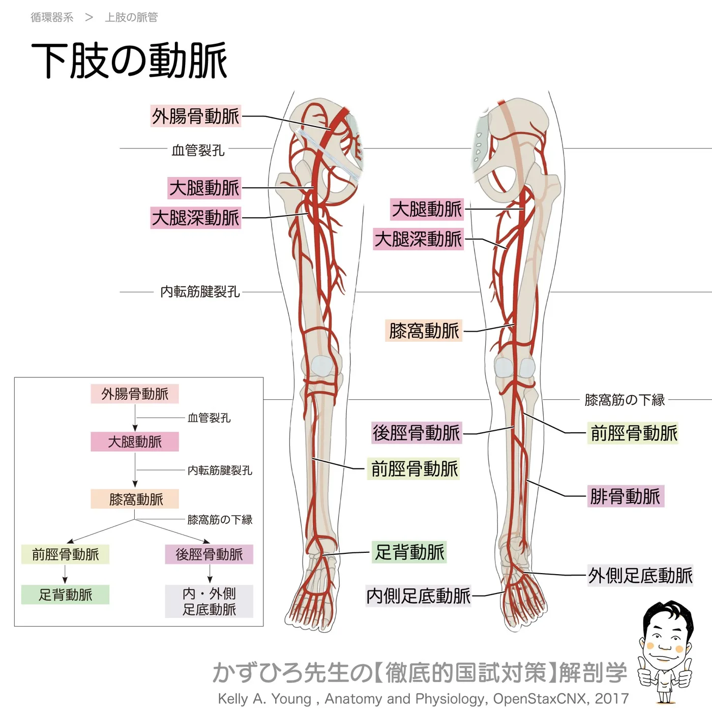 下肢の動脈