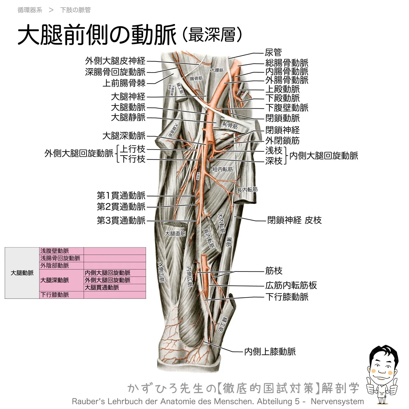 大腿前側の動脈（最深層）