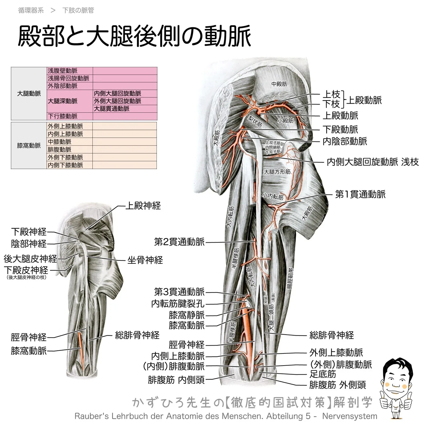 殿部と大腿後側の動脈