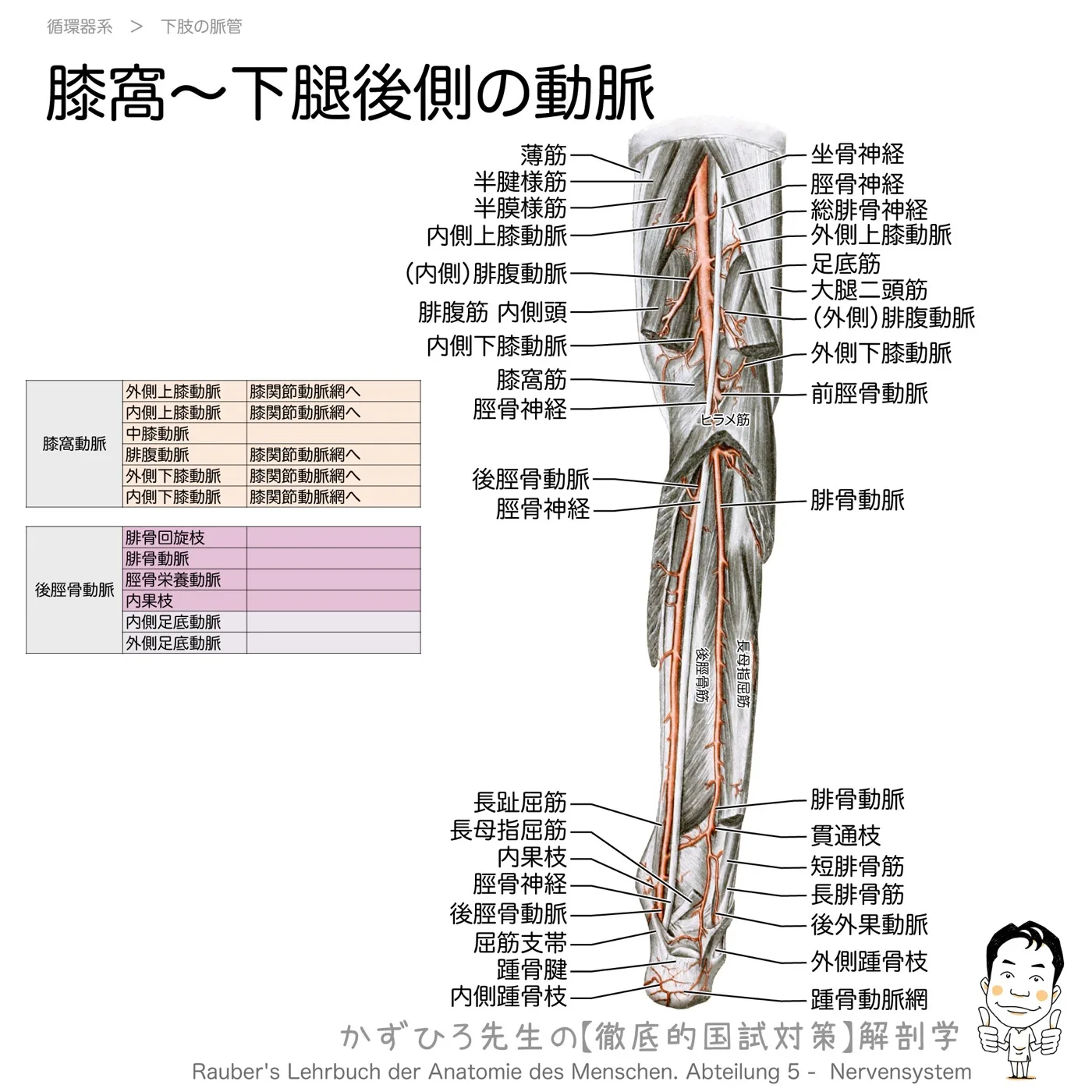膝窩～下腿後側の動脈