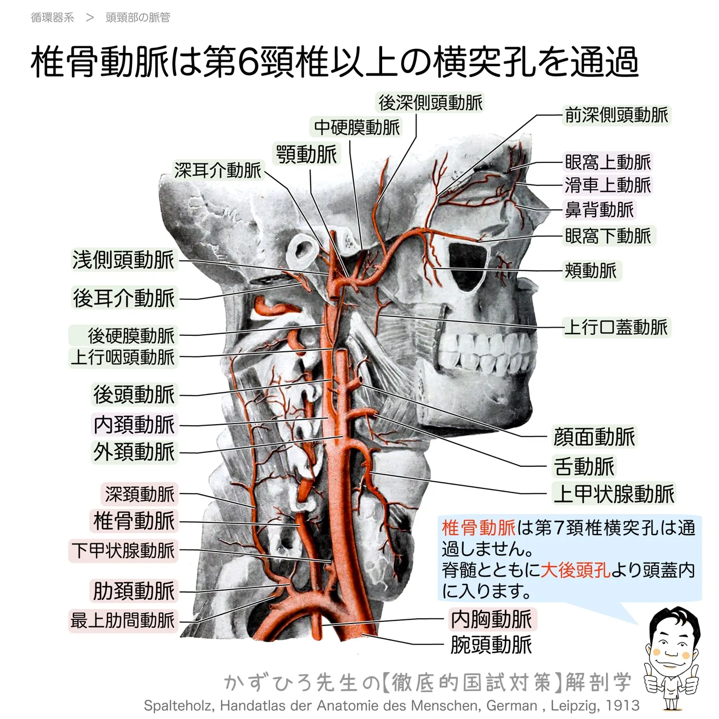 頭頚部の動脈-椎骨動脈