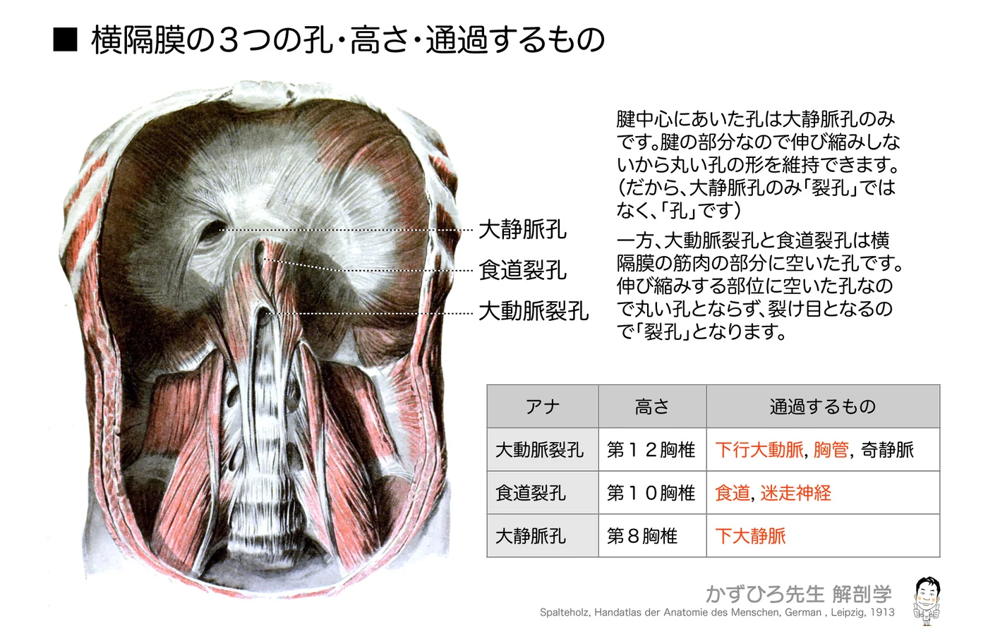 横隔膜の三つの孔