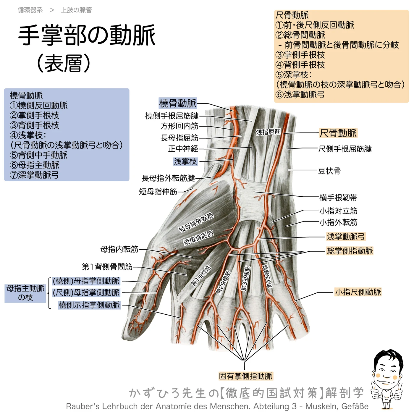 手掌部の浅層の脈管