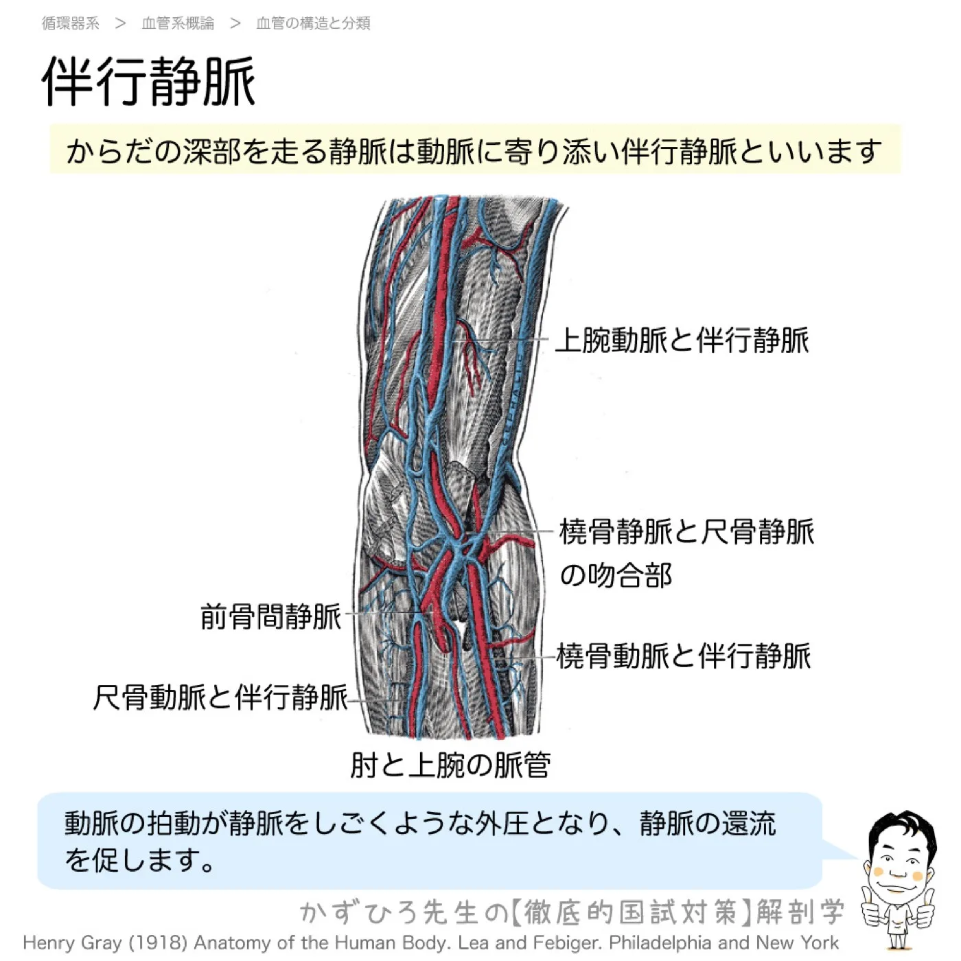 伴行静脈