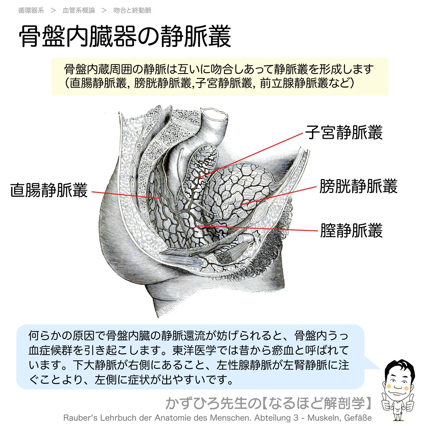 骨盤内臓器の静脈叢