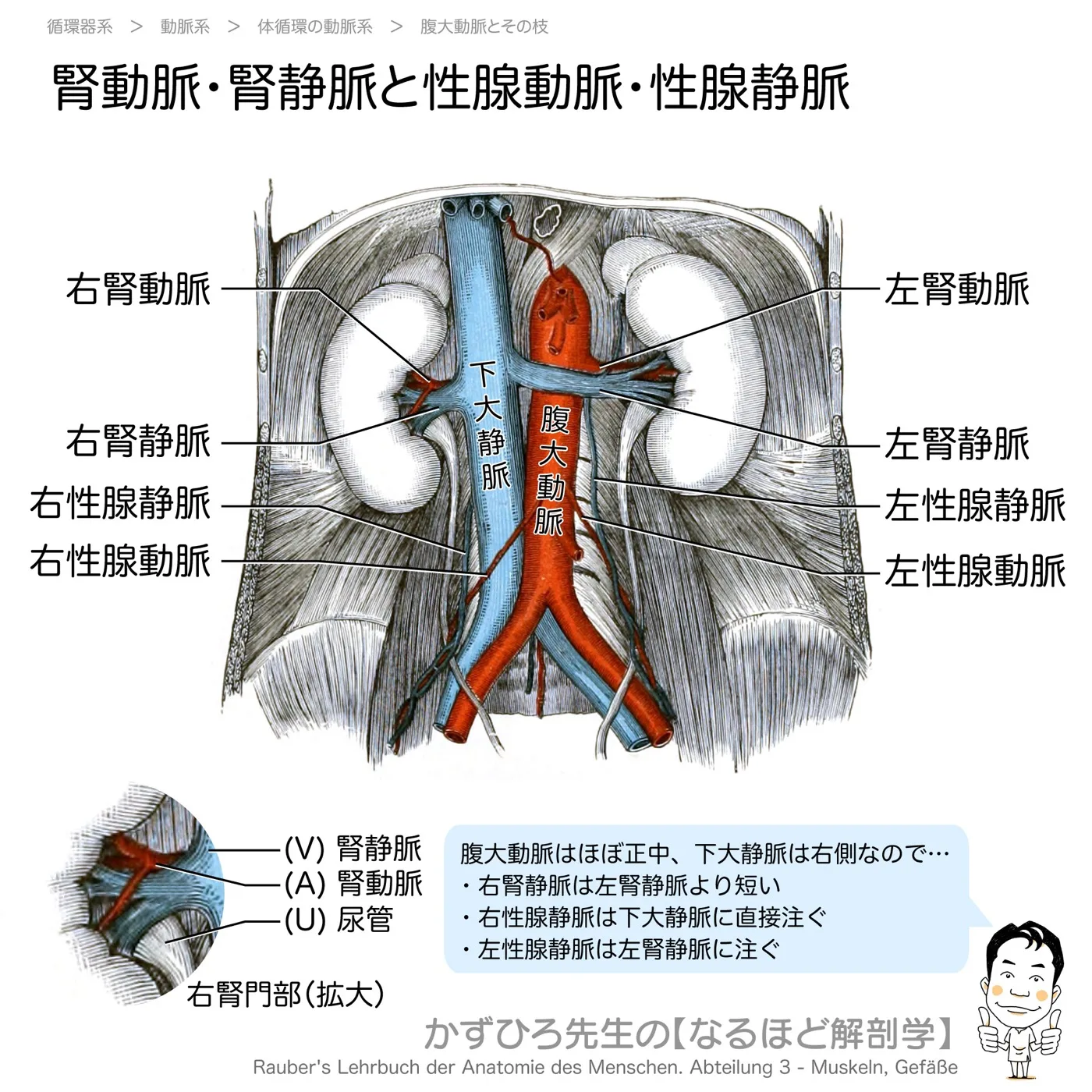 腎動脈と腎静脈