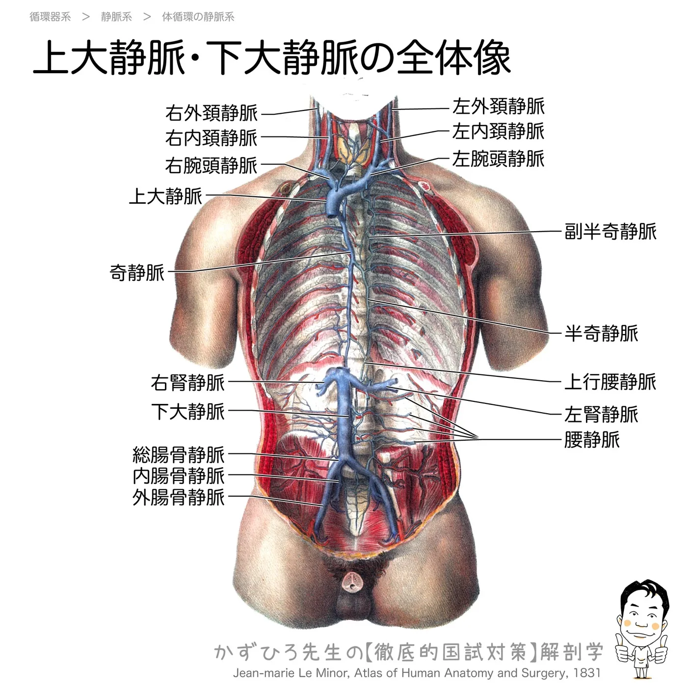 上大静脈・下大静脈の全体像