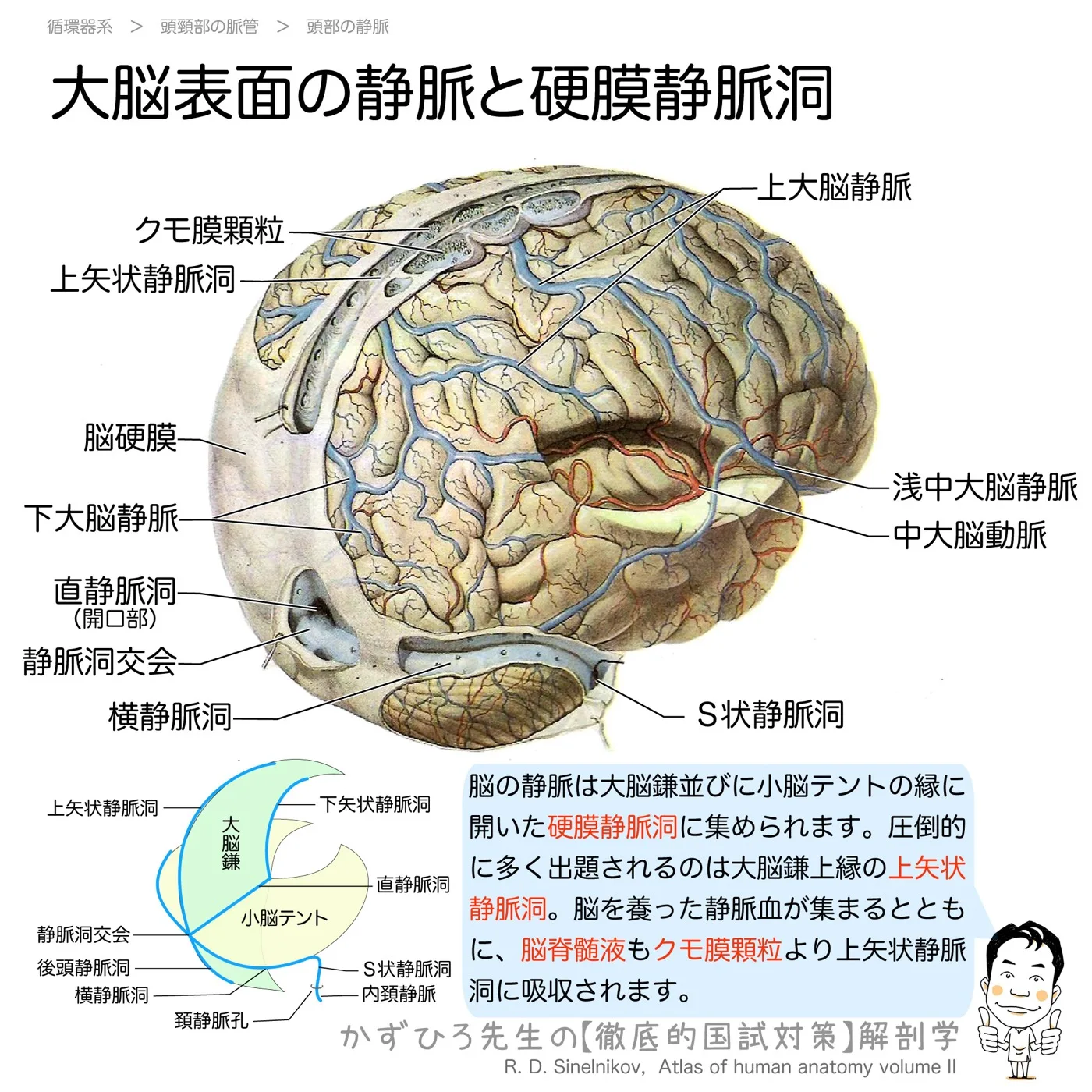 大脳表面の静脈と硬膜静脈洞