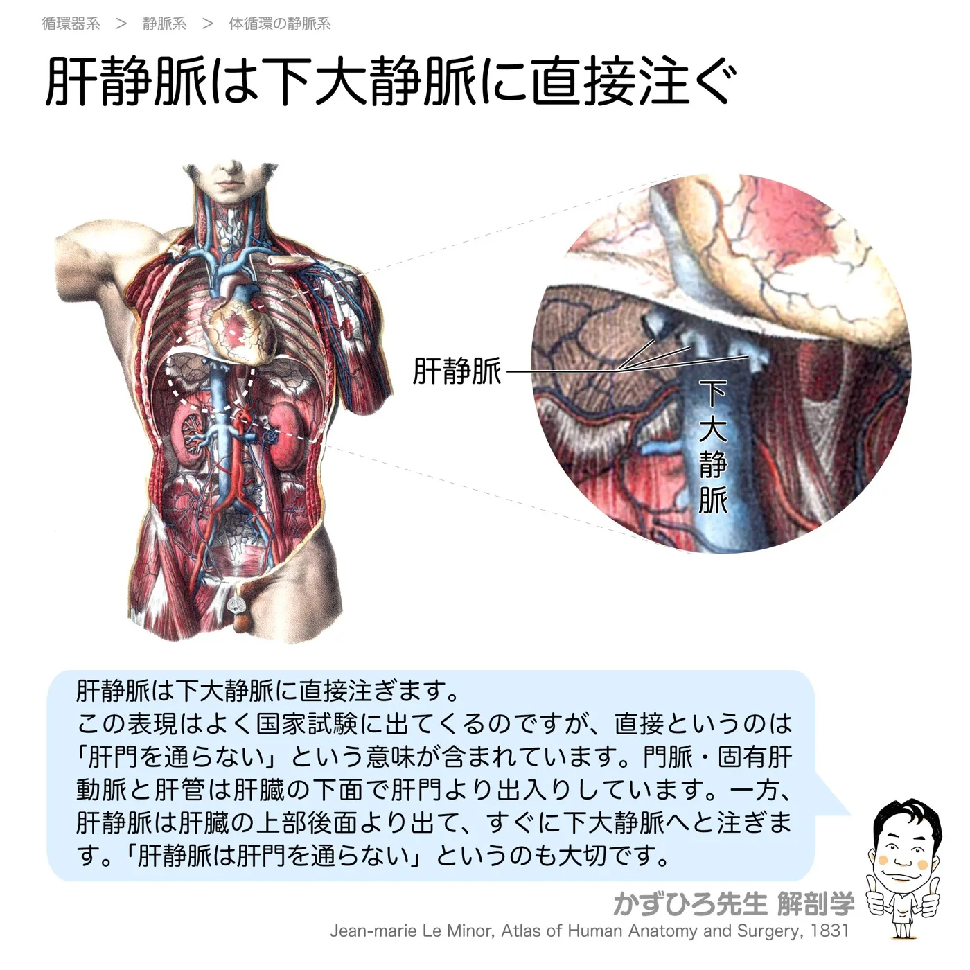 肝静脈は下大静脈に直接注ぐ
