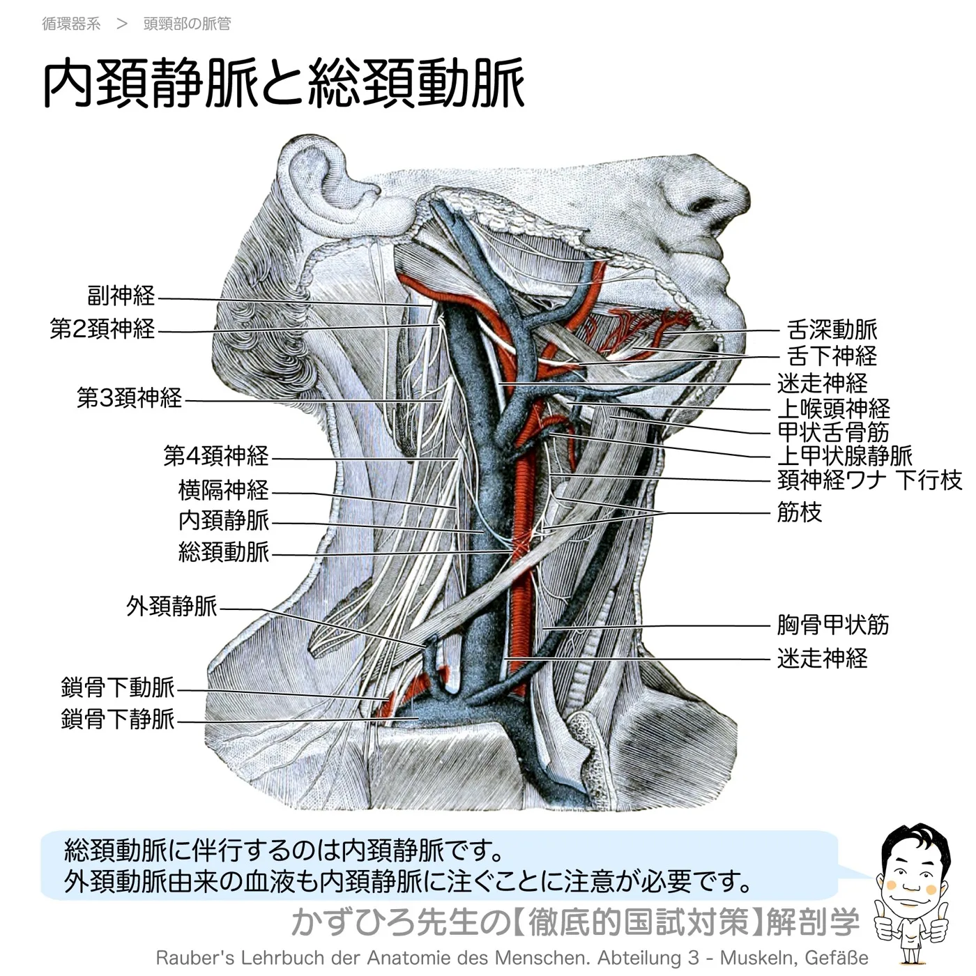 内頸静脈と総頚動脈