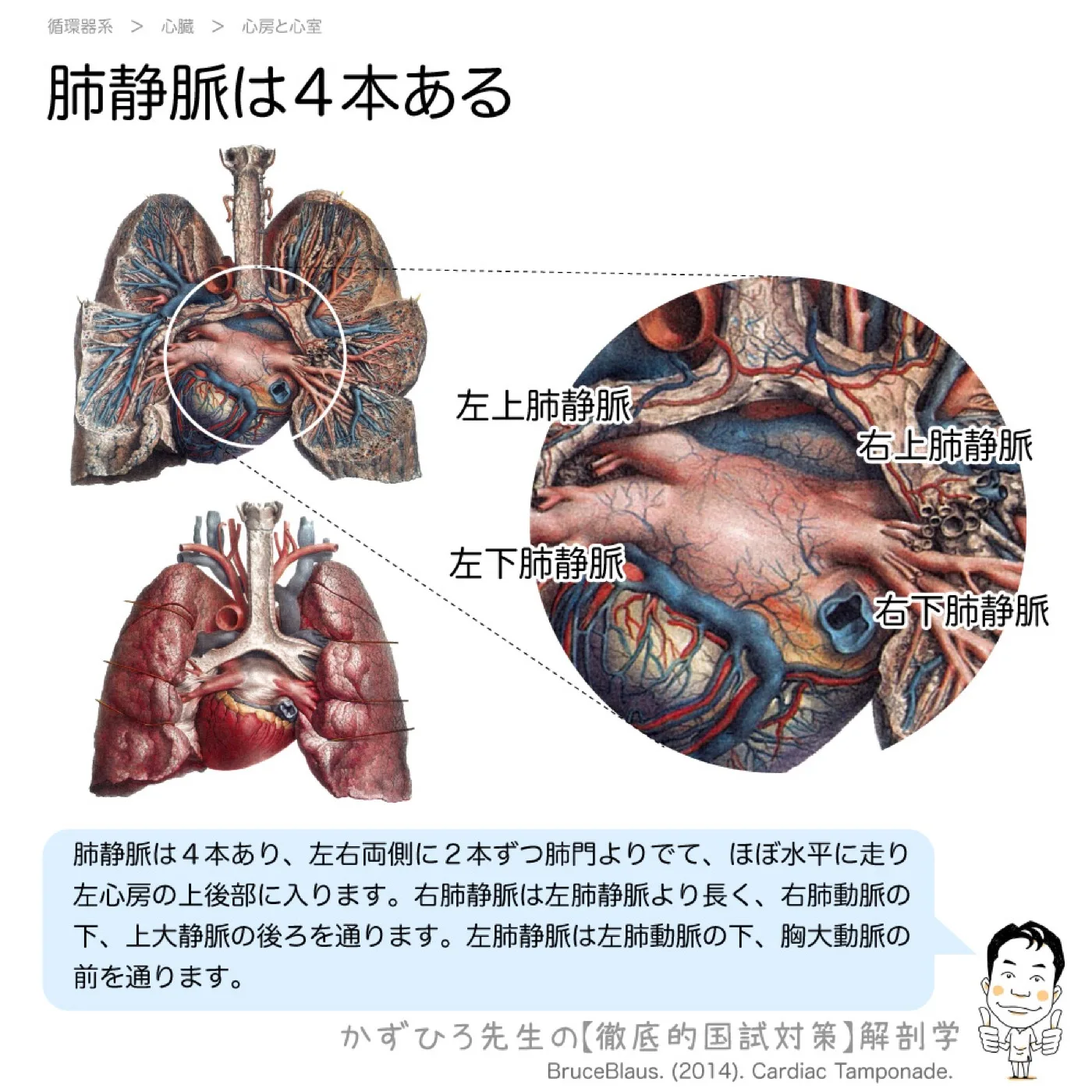 循環器系-肺静脈は４本ある