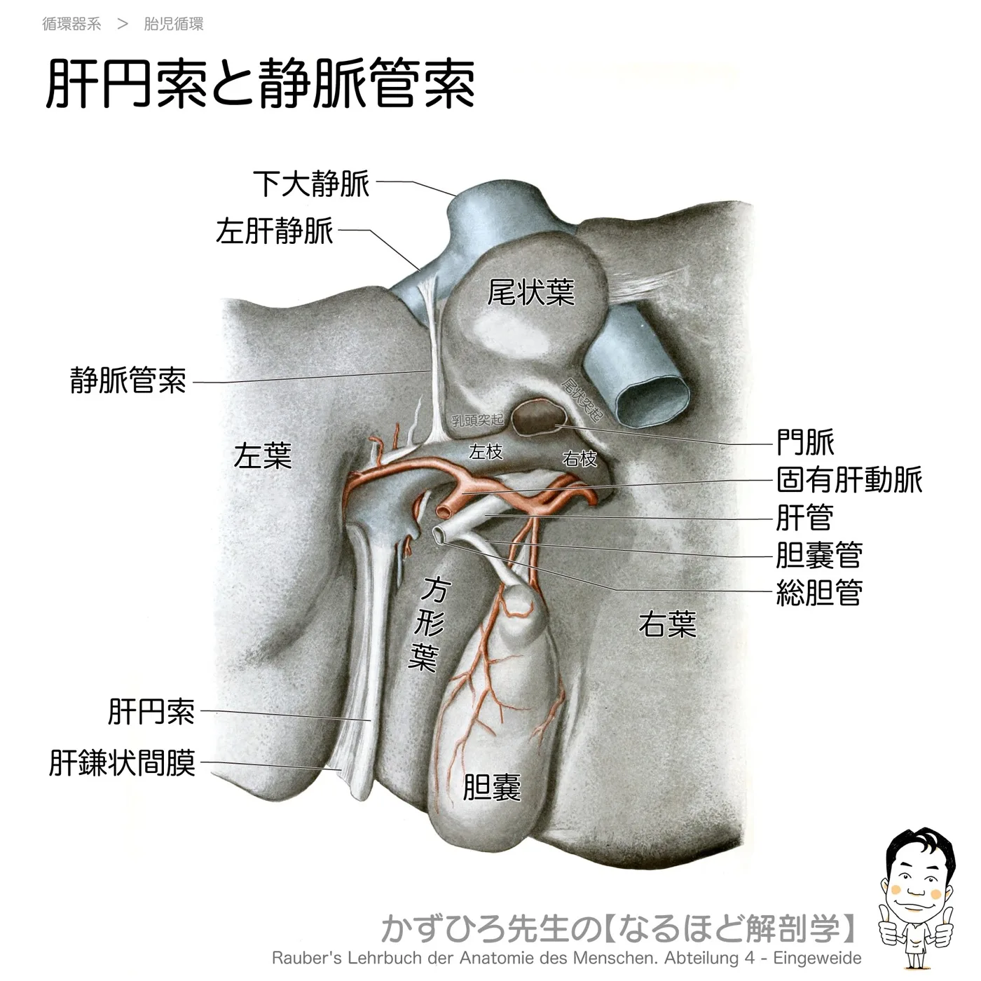 肝円索と静脈管索