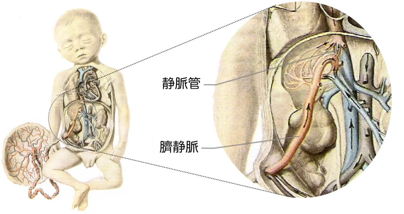 胎児循環：静脈管