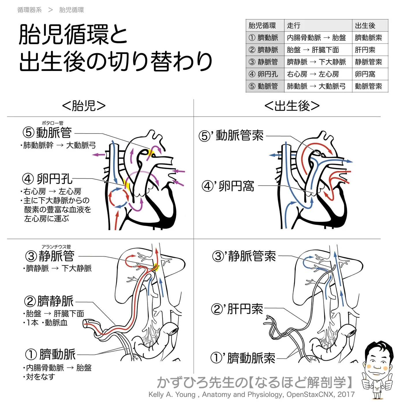 胎児循環の切り替わり