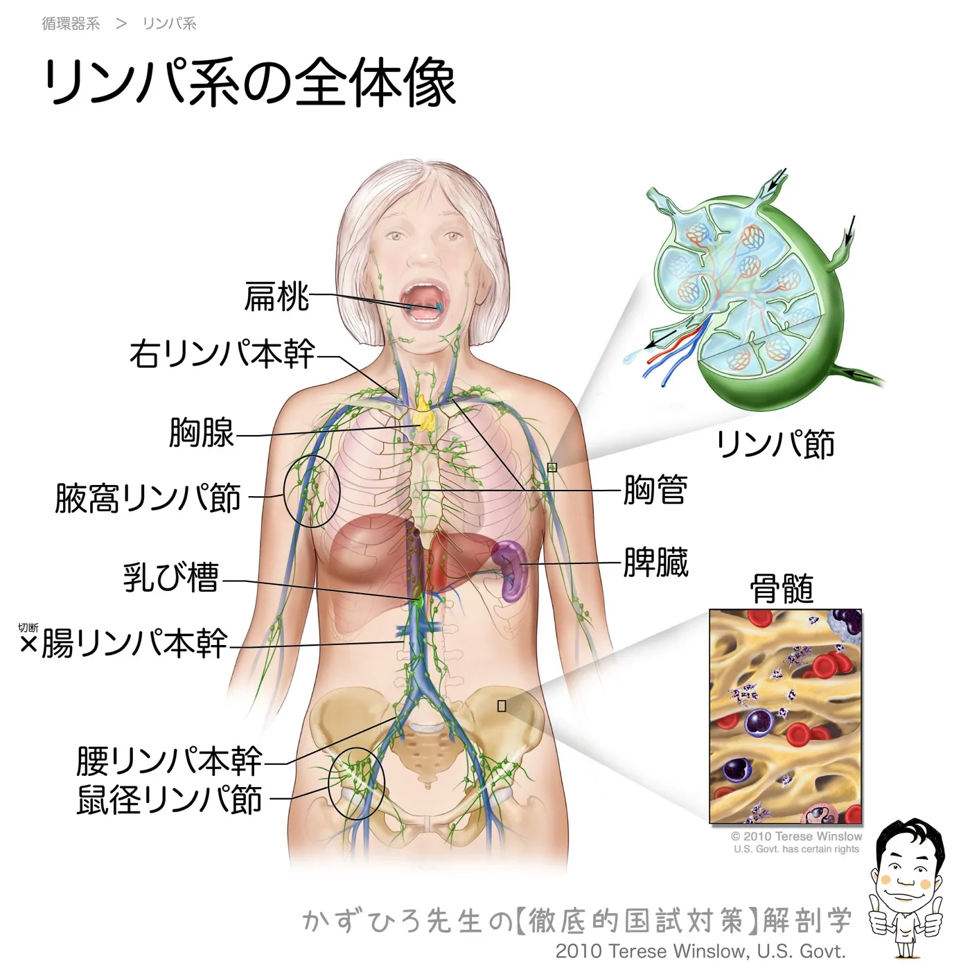 リンパ系の全体像