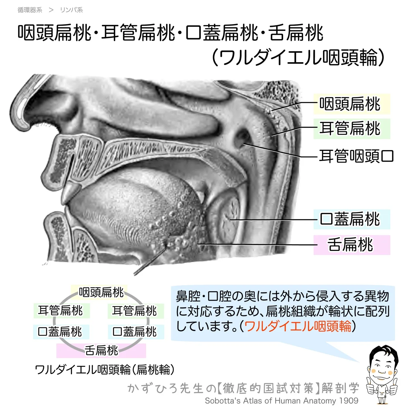 咽頭扁桃・耳管扁桃・口蓋扁桃・舌扁桃-ワルダイエル咽頭輪