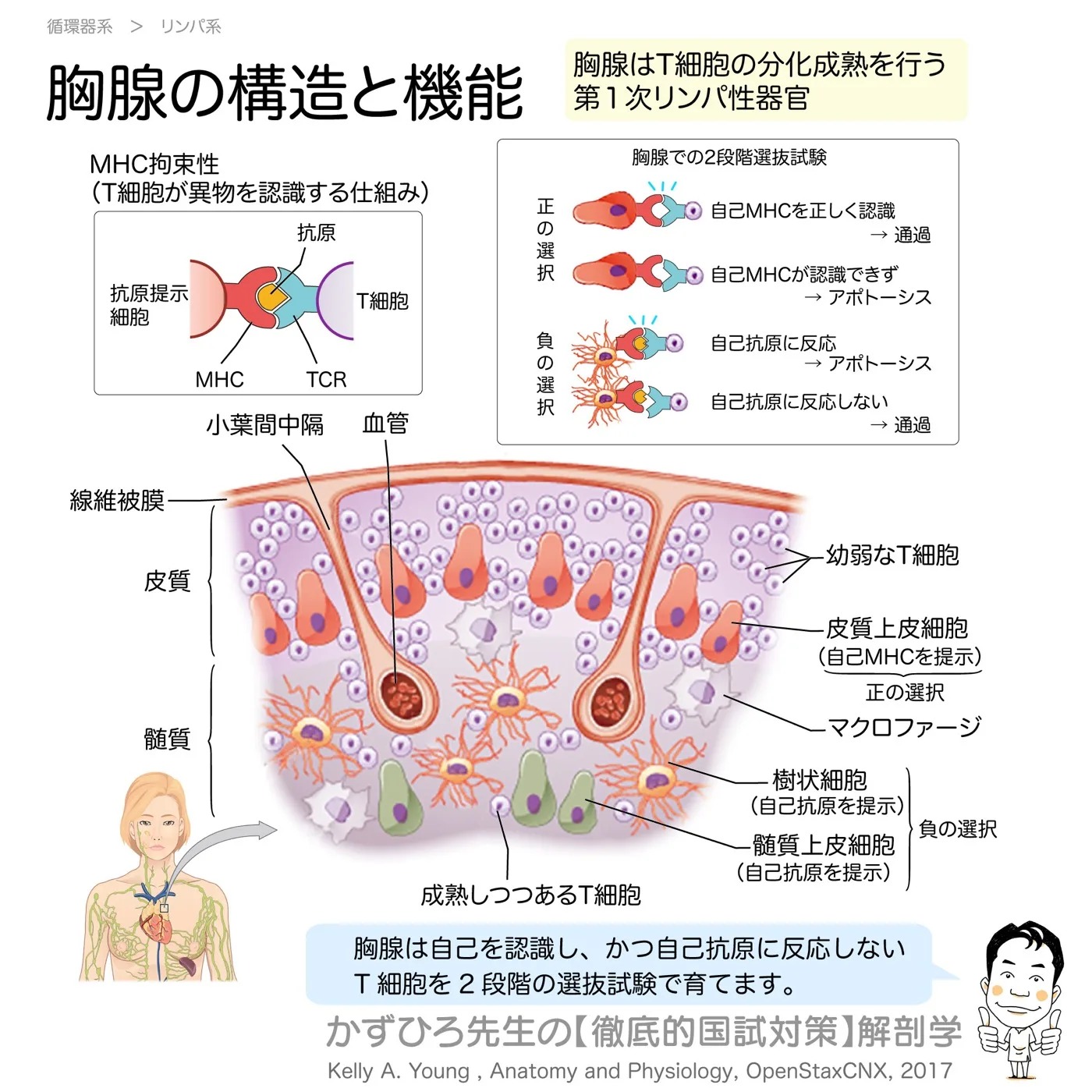 胸腺の内部構造