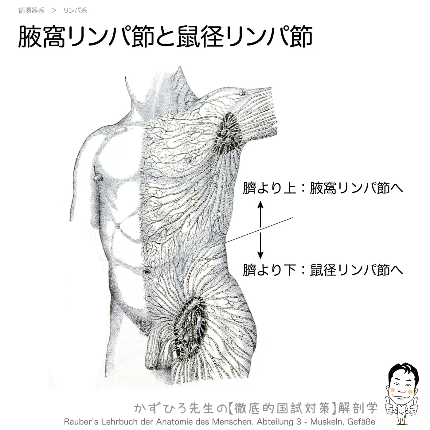 腋窩リンパ節と鼠径リンパ節
