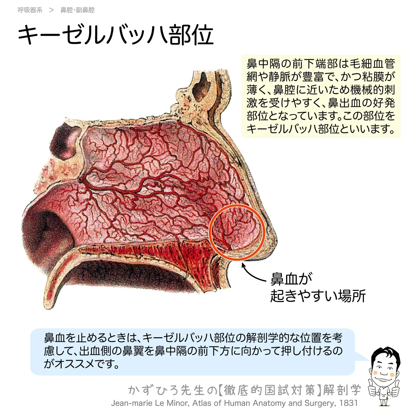 キーゼルバッハ部位