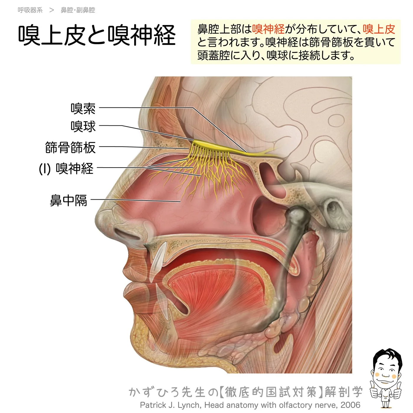 嗅上皮と嗅神経