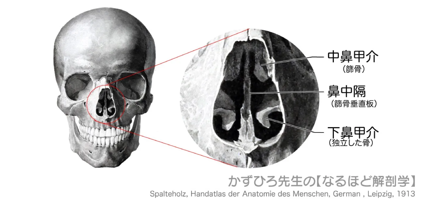 頭蓋骨と鼻中隔・鼻甲介-（簡易）
