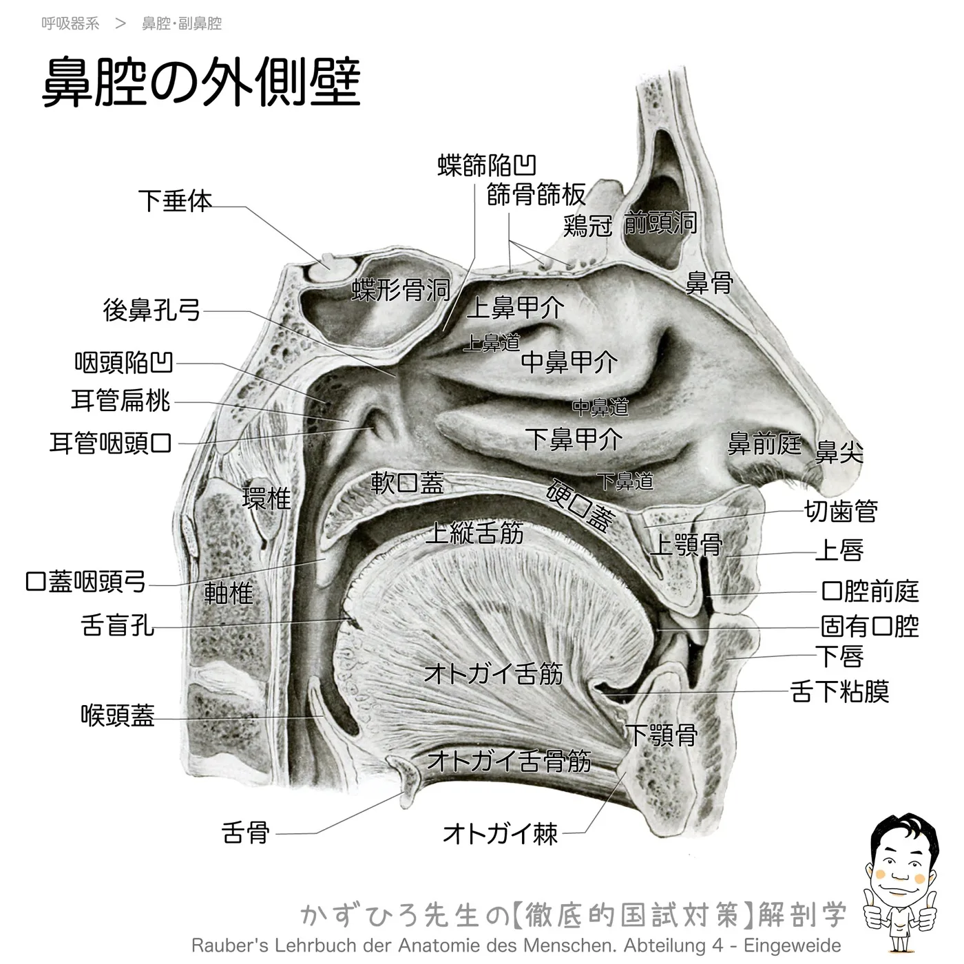 鼻腔の外側壁
