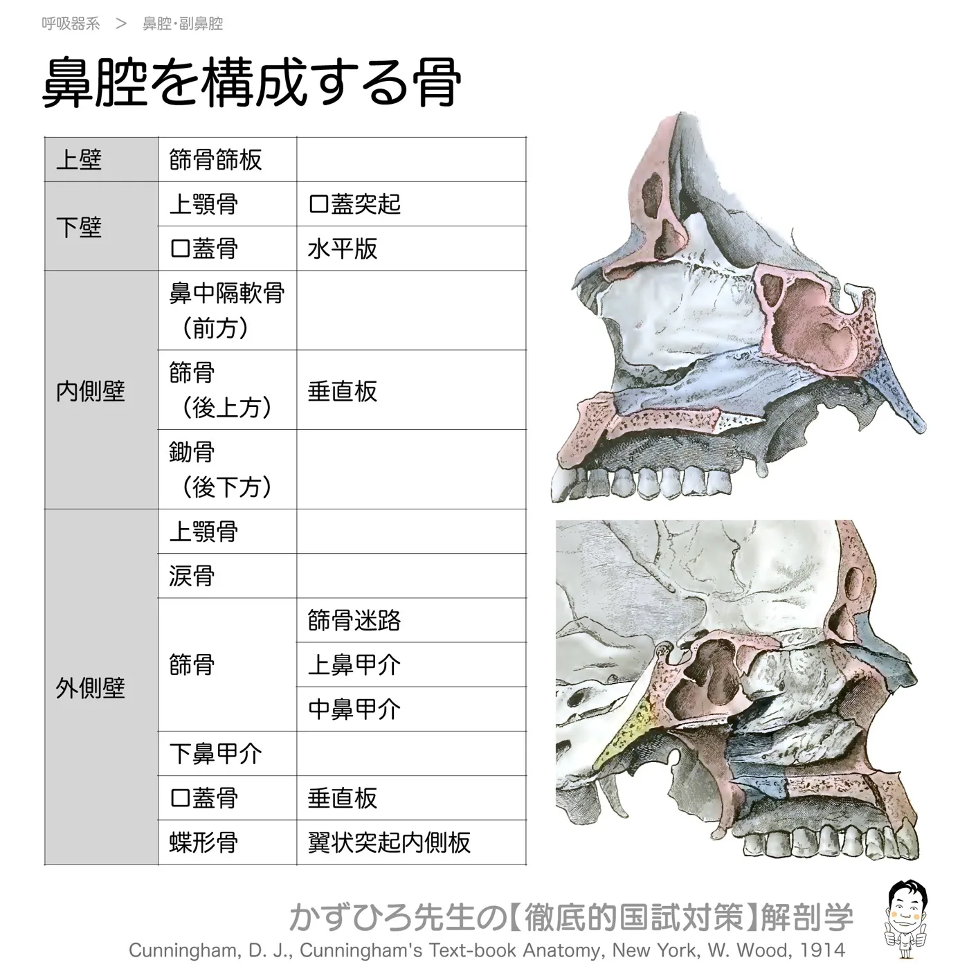 鼻腔の構成