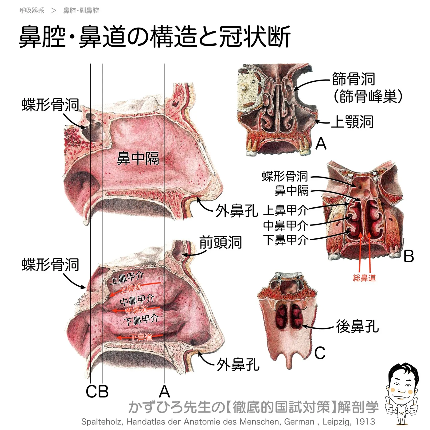 鼻腔・鼻道の構造と冠状断