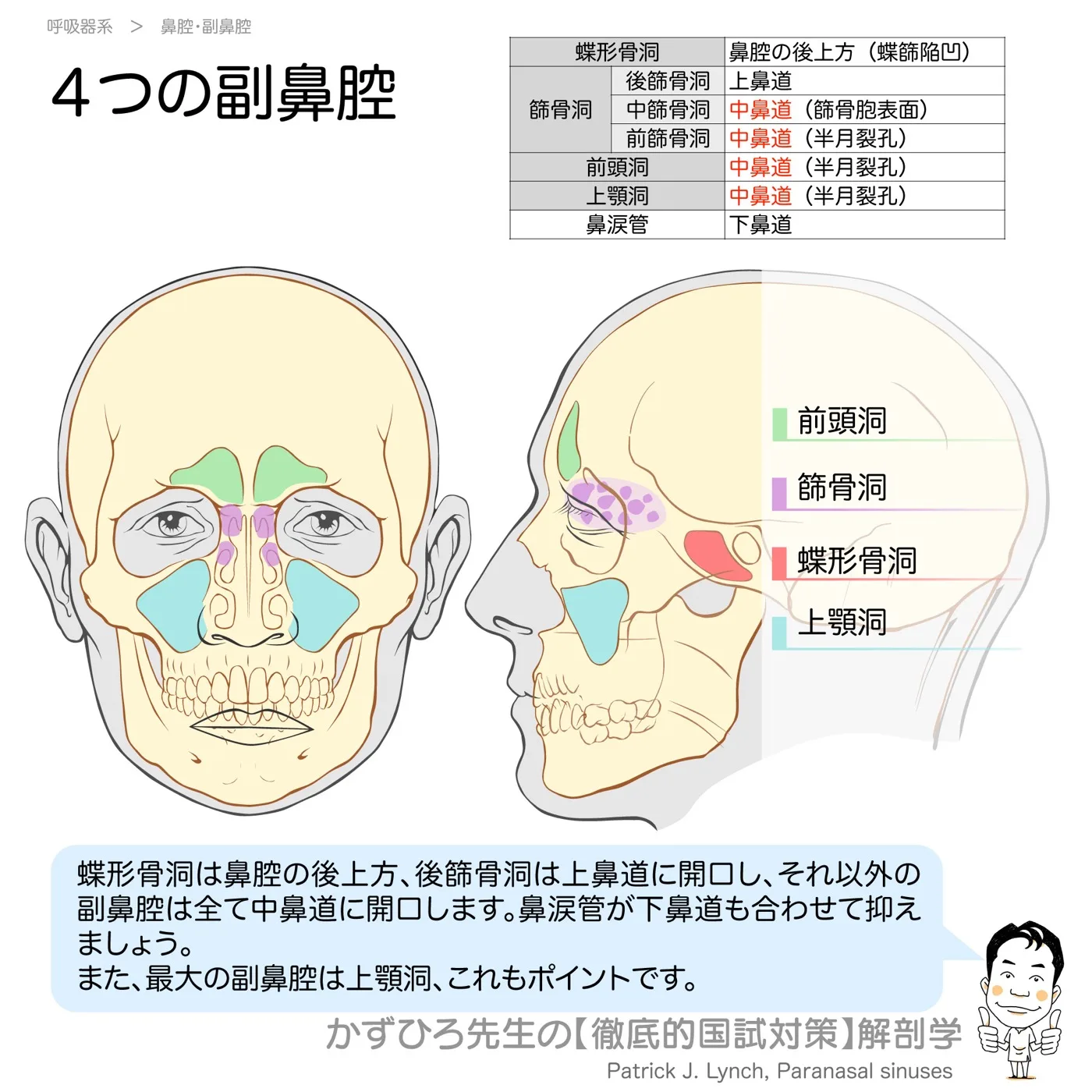 ４つの副鼻腔