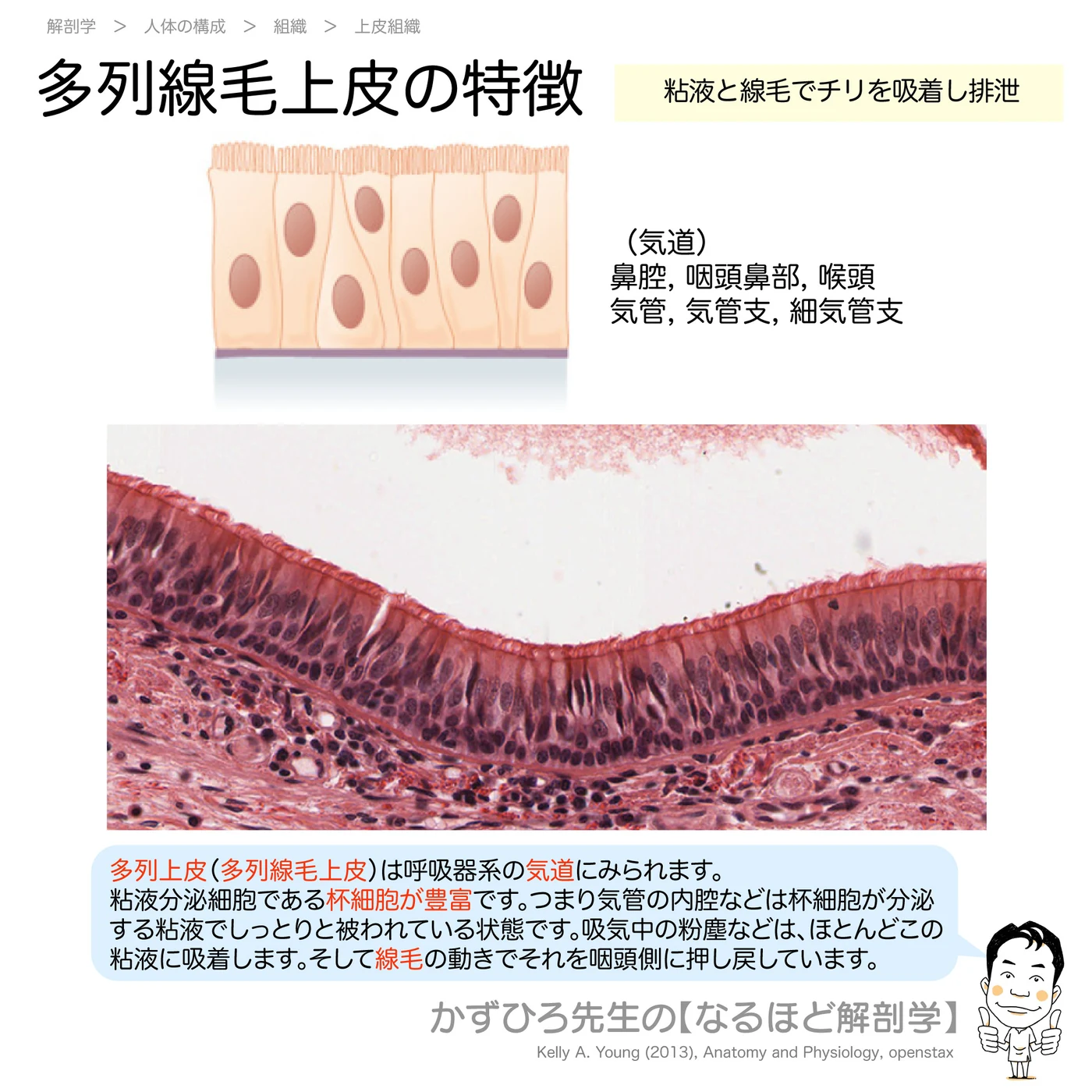 多列線毛上皮の特徴