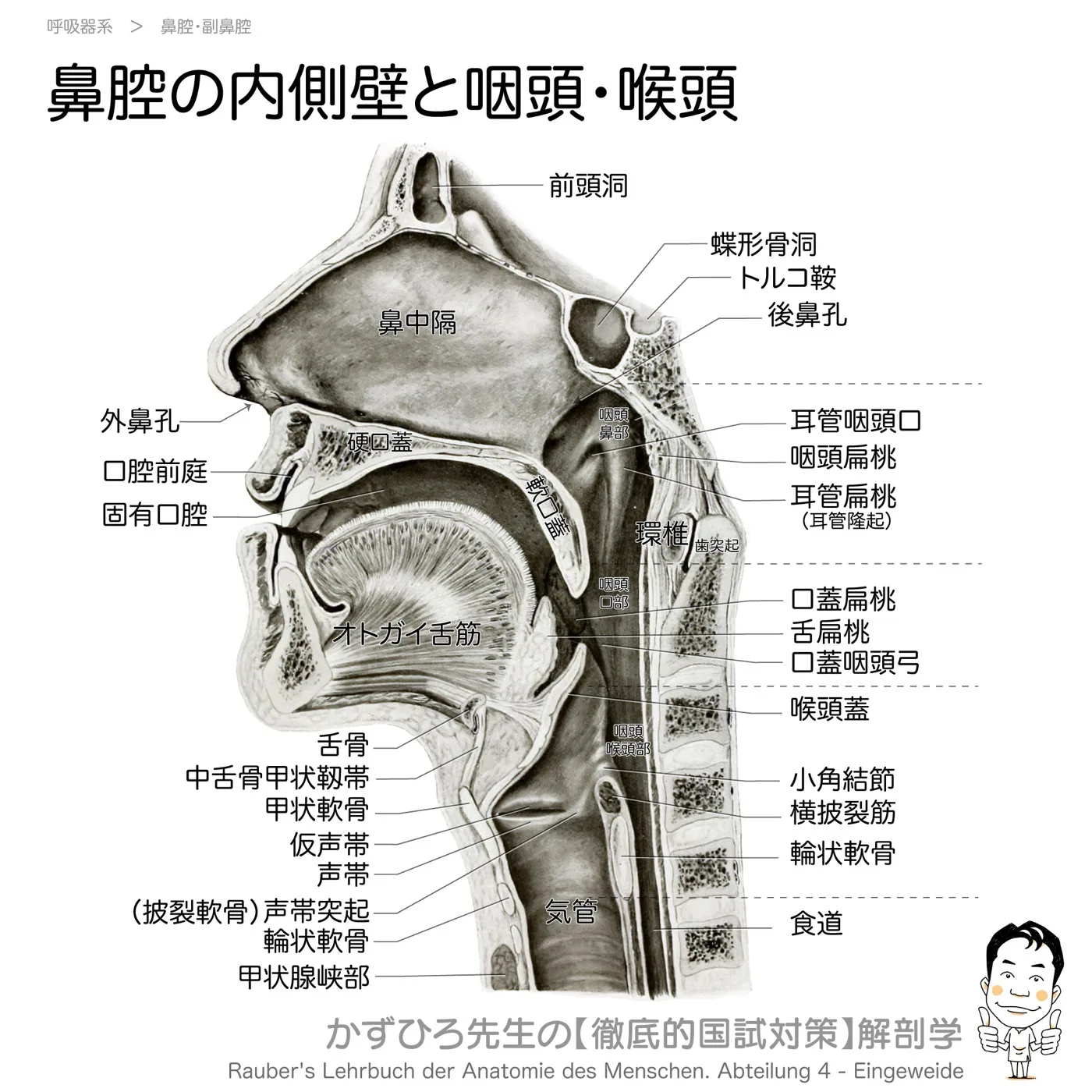 鼻腔の内側壁と咽頭