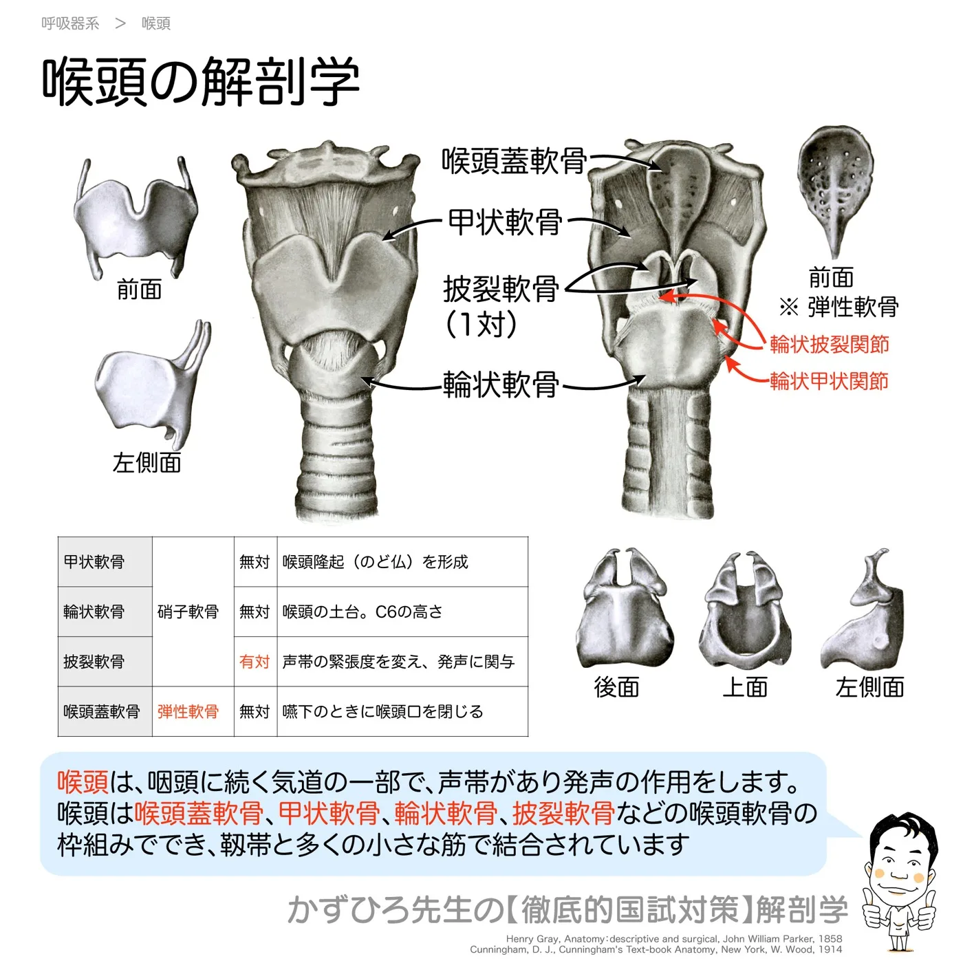 喉頭の解剖学