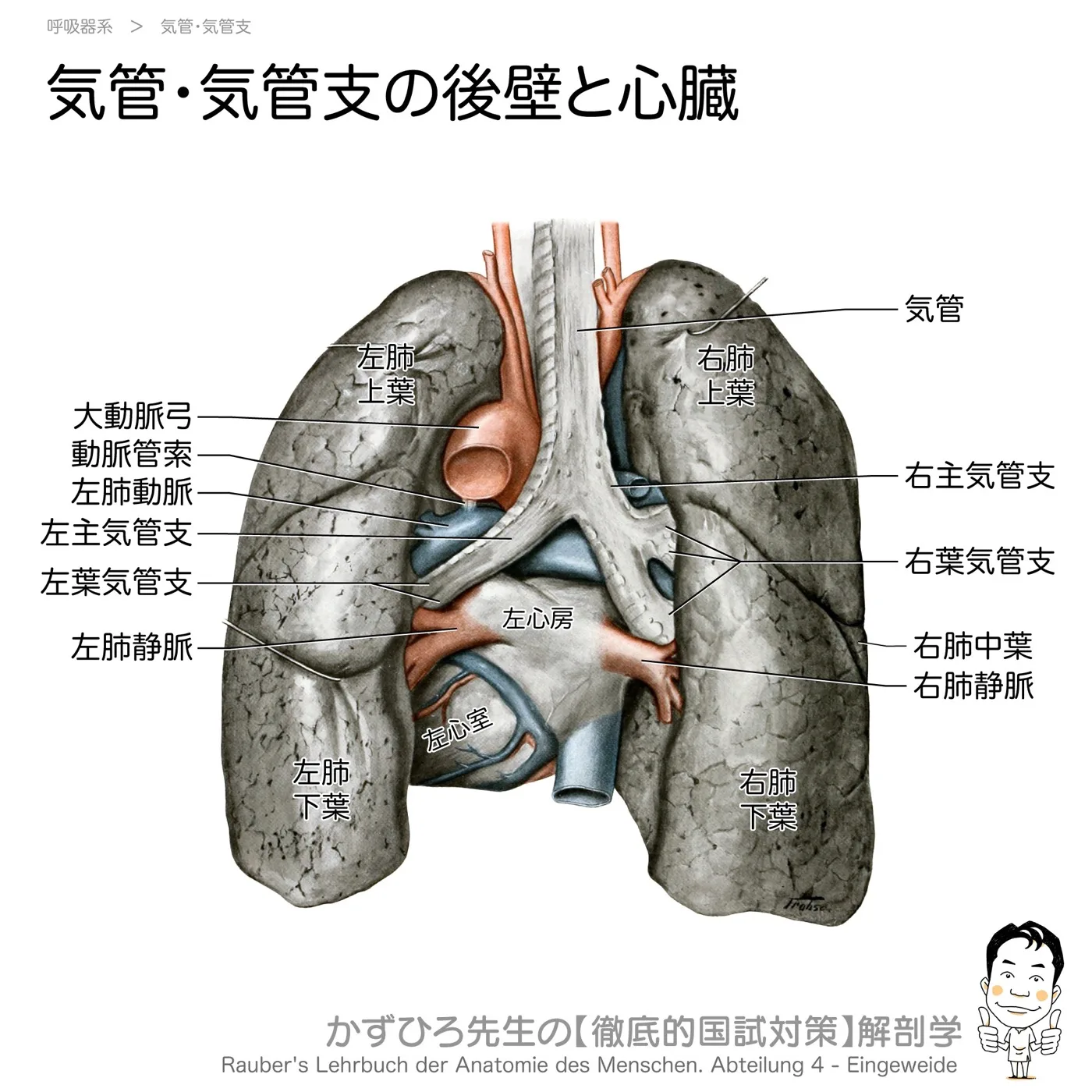 気管・気管支の後壁と心臓
