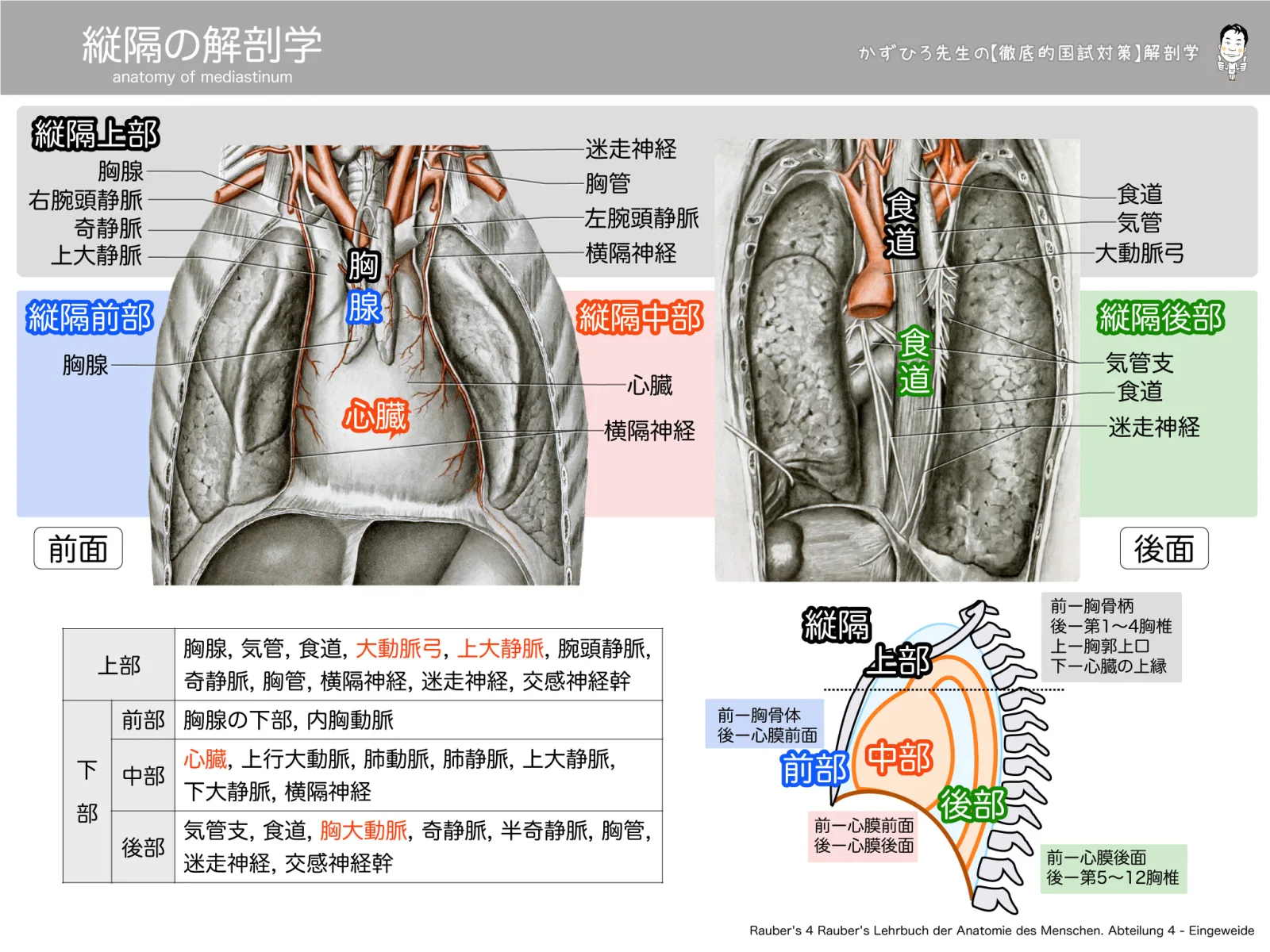 縦隔の解剖学
