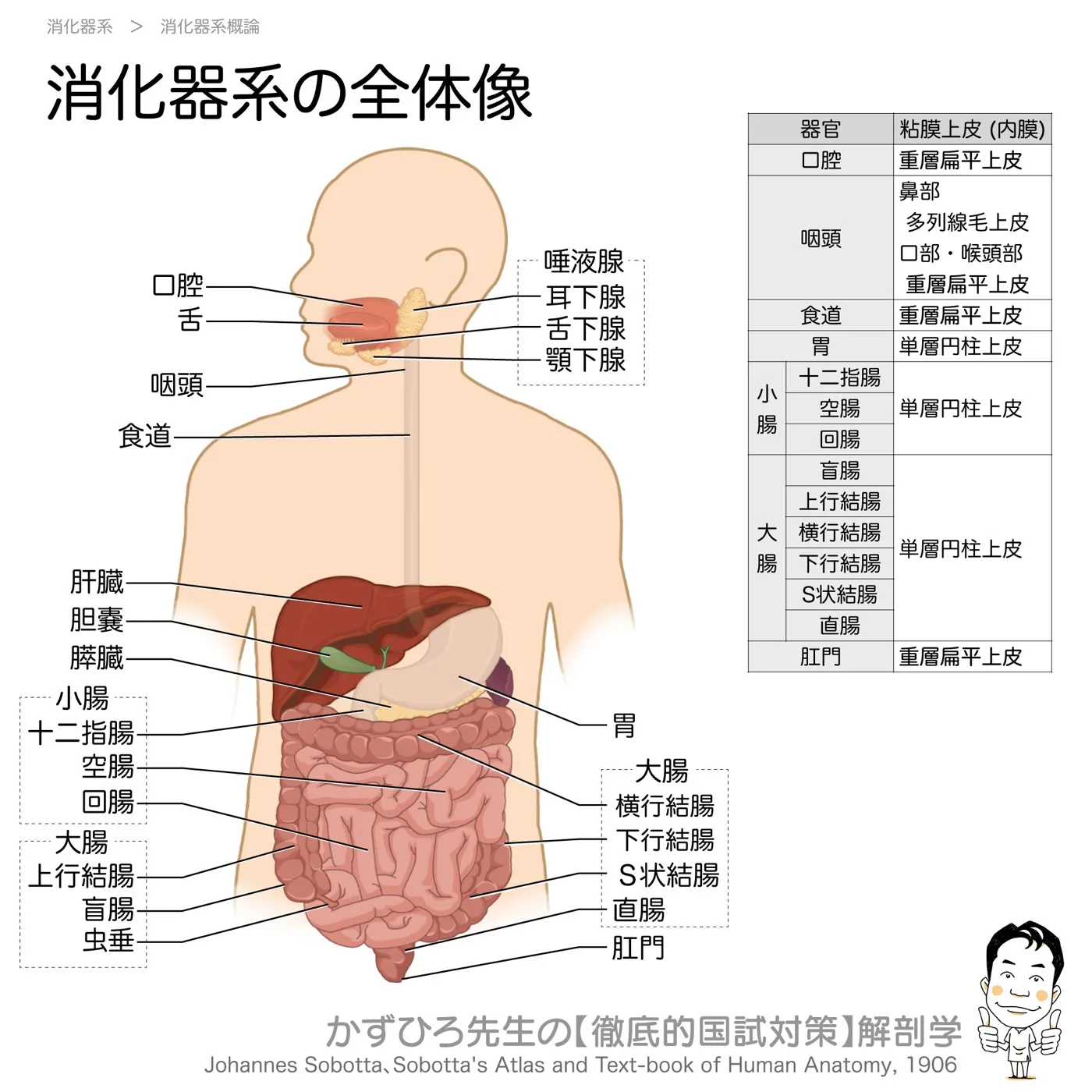 消化器系の全体像