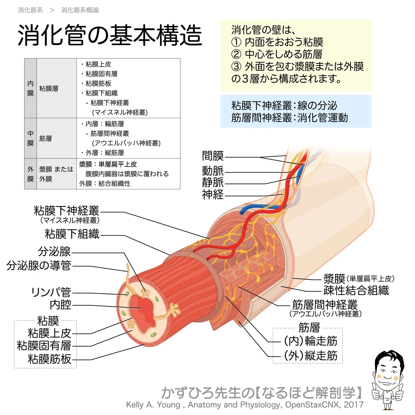 消化管の基本構造