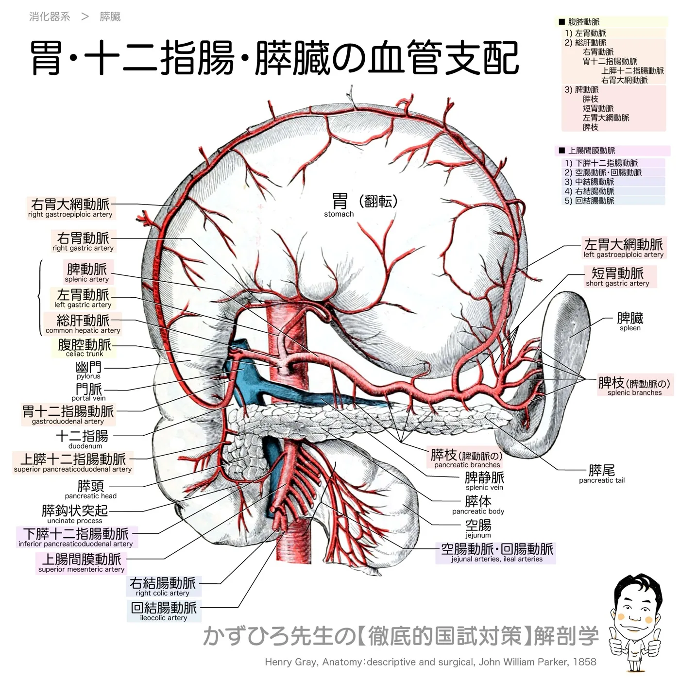 胃・十二指腸・膵臓の血管支配（前面）