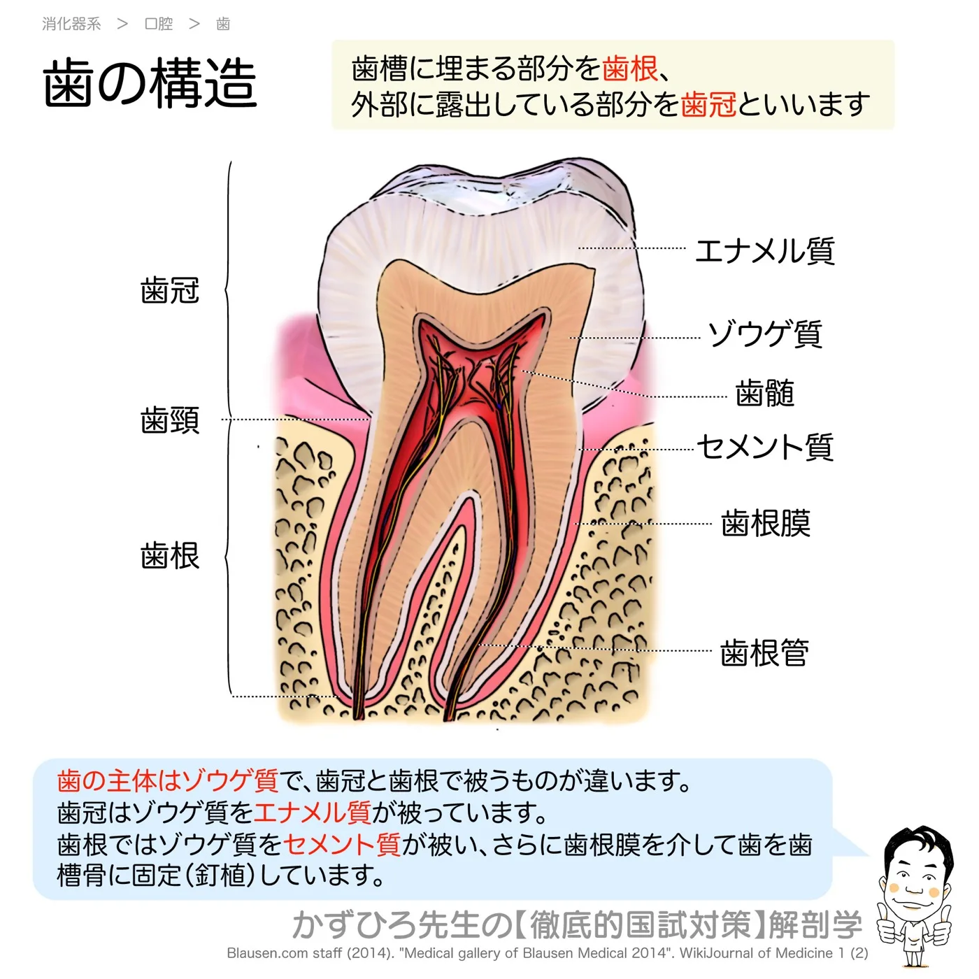 歯の構造