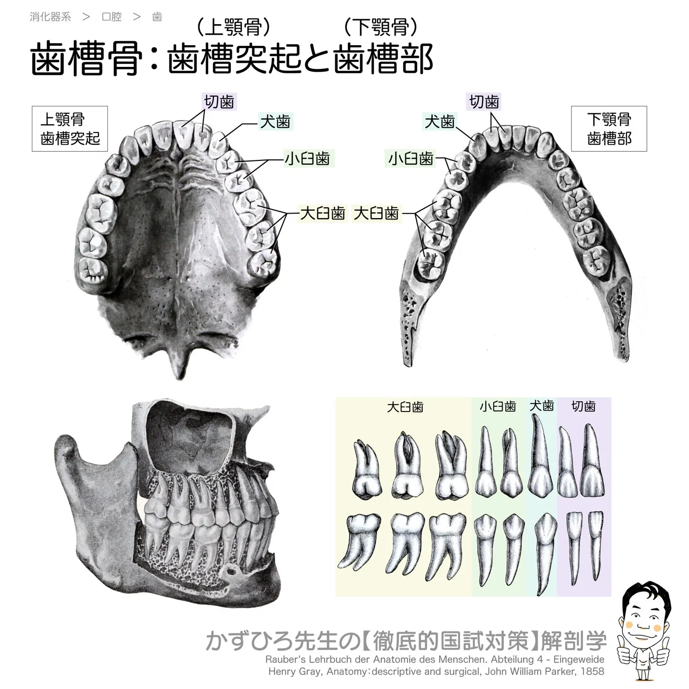 歯槽骨