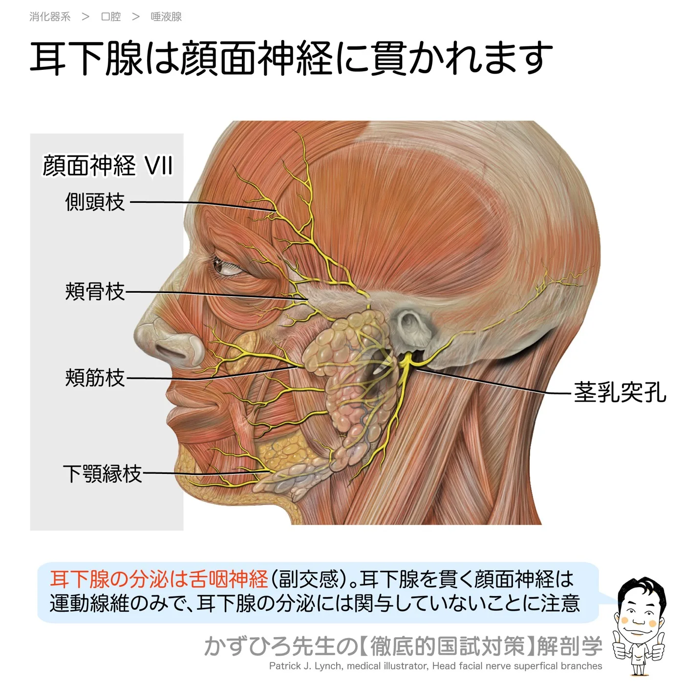 耳下腺は顔面神経に貫かれる