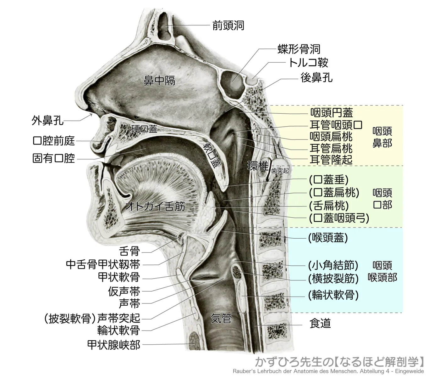鼻腔の内側壁と咽頭