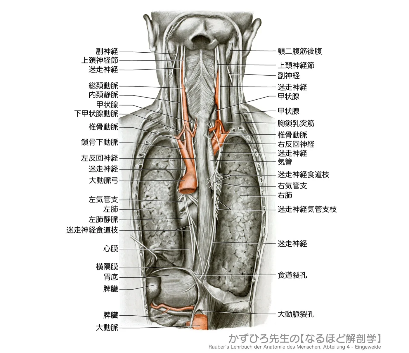 食道後面