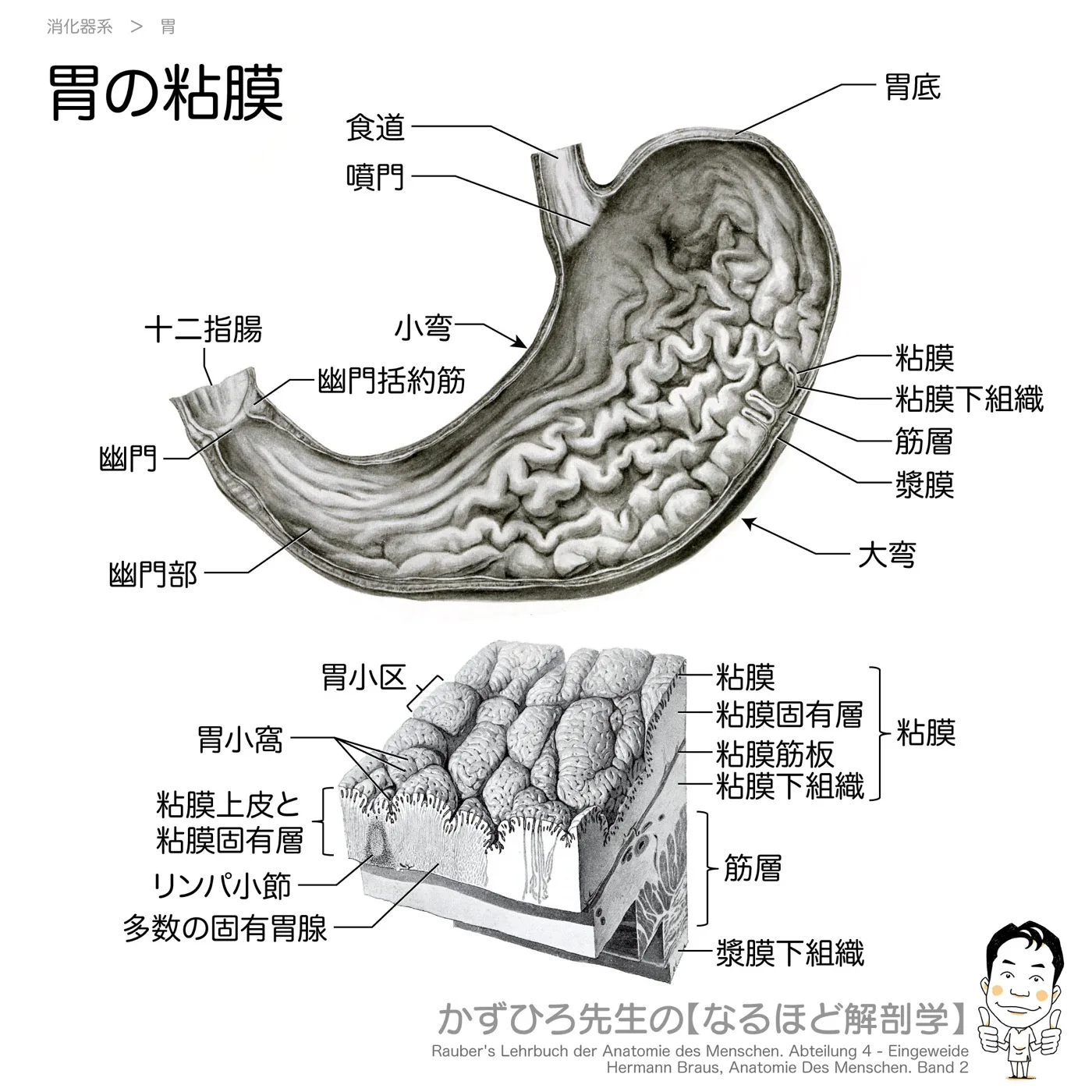 胃粘膜