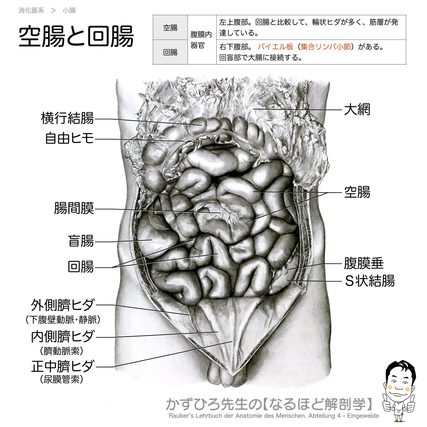 空腸と回腸