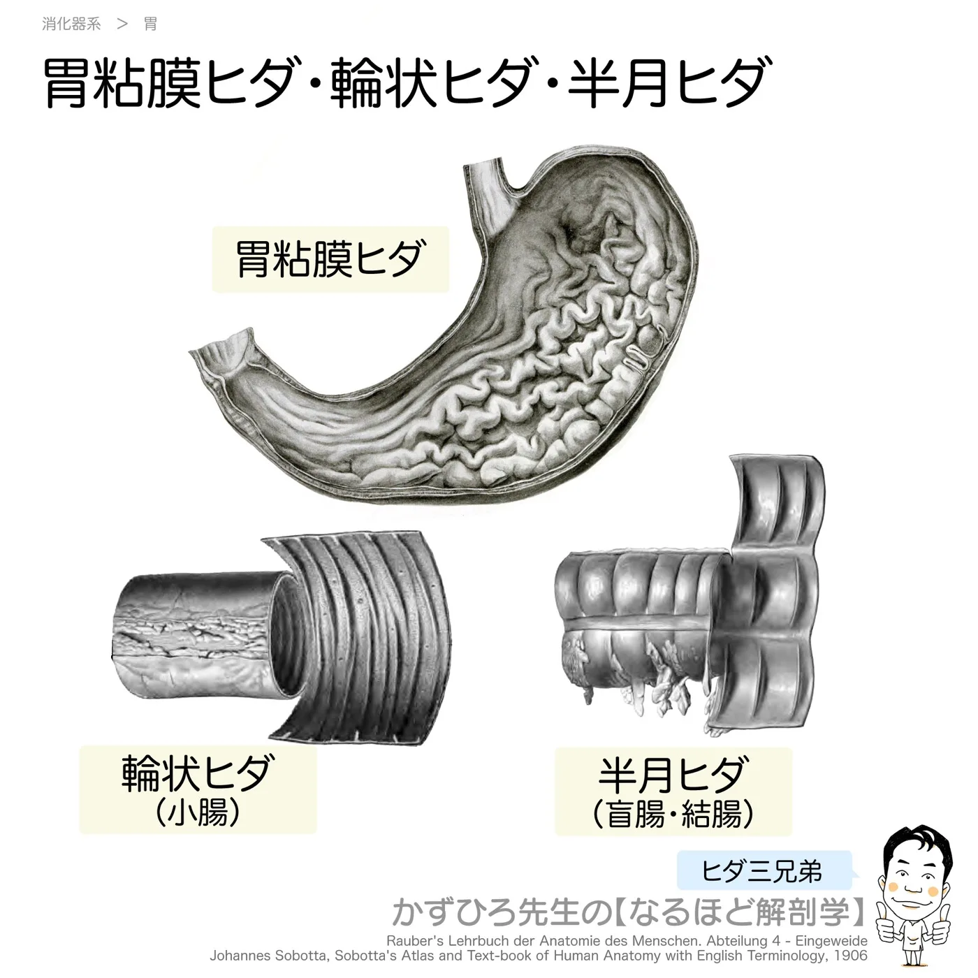 胃粘膜ヒダ・輪状ヒダ・半月ヒダ